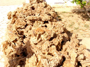 Роза пустыни в Сахаре