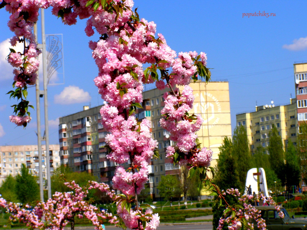 Сакура в моём городе