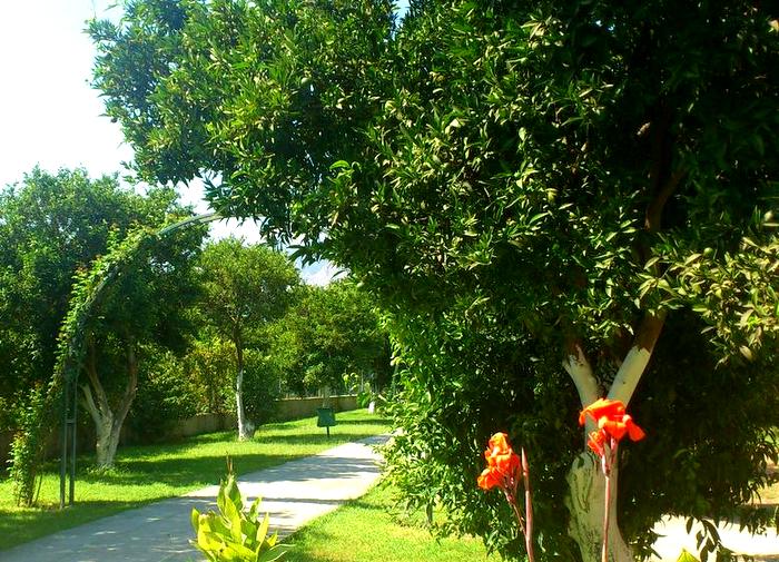 Бергамотовый сад отеля Garden Resort Bergamot
